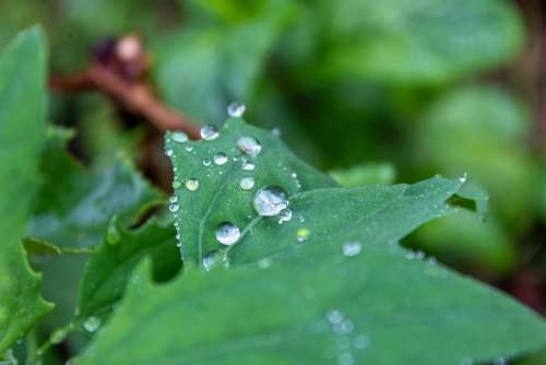 Plant Water Nature Flower Dew Green Spring Drops