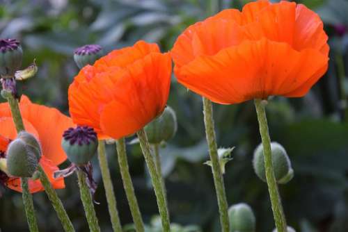 Poppies Garden Nature Summer Red Color