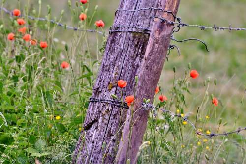 Poppies Fencing Barbed Wire Nature Grass Meadow