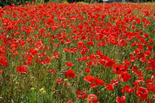 Poppies Flowers Landscape Red Field