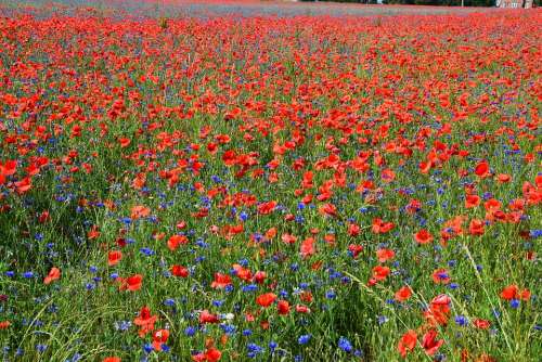 Poppies Poppy Field Field Of Poppies Poppy