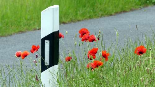 Poppy Red Road Field Klatschmohn Meadow