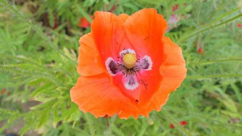 Poppy Flower Summer June Red Field Flowers