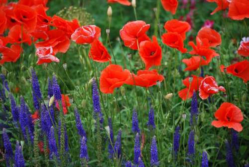 Poppy Summer Nature Flowers