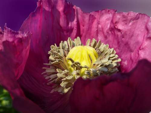 Poppy Opium Poppy Blossom Bloom Violet