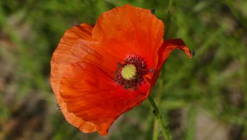 Poppy Blossom Bloom Red Klatschmohn Close Up