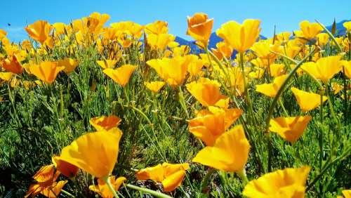 Poppy Flowers Wild Spring Sunshine Poppies Flora