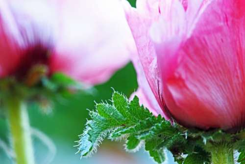 Poppy Pink Poppy Pink Blossom Bloom Poppy Flower