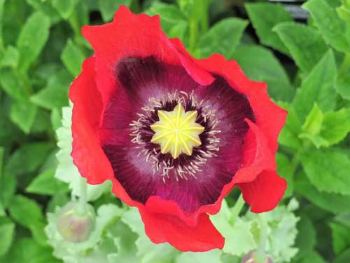 Poppy Red Flower Remember Remembrance Garden