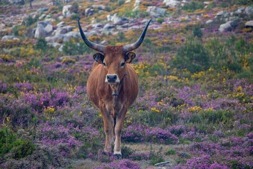 Portugal Animal Long-Horn Cattle Wilderness Rock