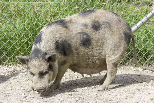 Pot-Bellied Pig Pig Swine Dirty Fat Mud Cute