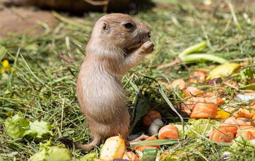 Prairie Dog Rodent Animal Animal World Small Nager