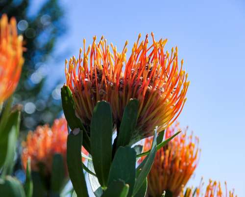 Protea Flower Exotic South Africa Hope Nature