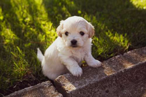 Puppy Dog Pet Animal Cute Adorable Young Doggy