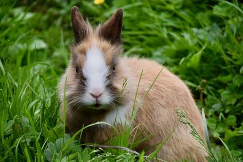 Rabbit Dwarf Rabbit Herbivore Rodent Cute Portrait