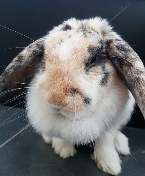 Rabbit Lop-Eared Rabbit Furry Fluffy Cute Pet