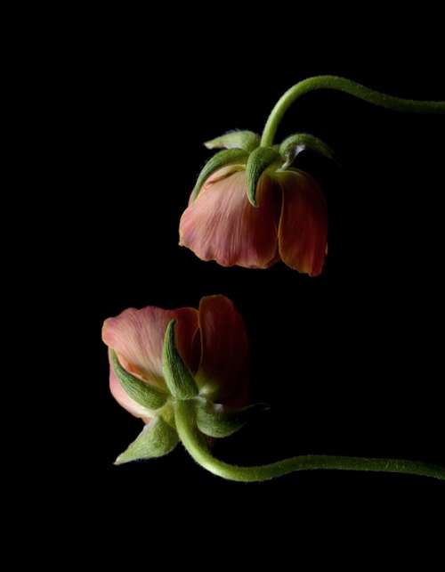 Ranunculus Pink Bright Spring Blossom Bloom