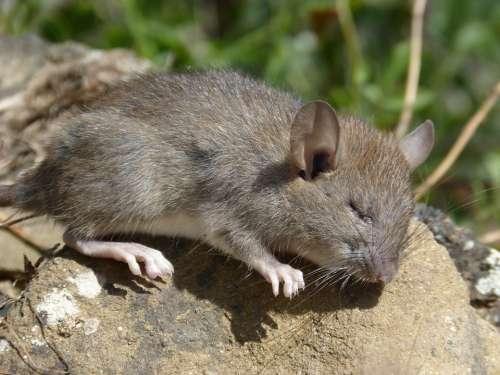 Rat Rat Field Rodent Rest