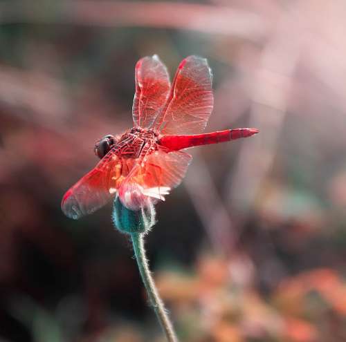 Red Insects Wings Flowers Colorful Plant Summer