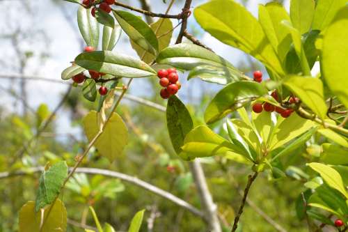 Red Berries Leaves Green Outdoors