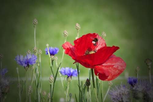 Red Flower Poppy Garden Beauty Roses Summer