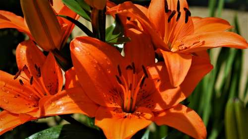 Red Flower Lily Vegetable Bloom Garden Summer