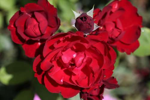 Red Rose Lily Marlene Floribunda Blooming