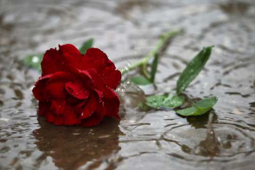 Red Rose In Rain Dark Gothic Mood Love Symbol