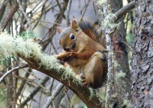 Red Squirrel Canada Banff Rodent Nature