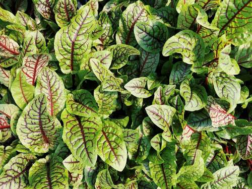 Red Veined Sorrel Vegetable Leafy Green Fresh Food