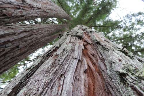 Redwood Tall Trees Outdoor Wilderness