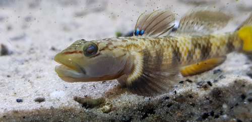 Rhnogobius Fish Aquarium Mouth Animal