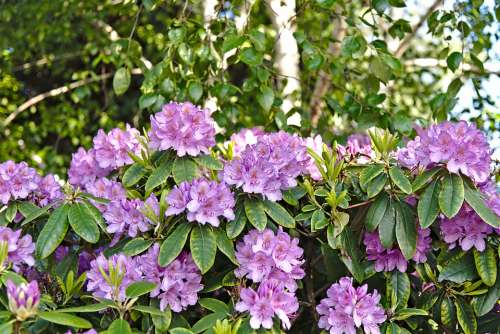 Rhododendron Flowers Pink May Spring Bush