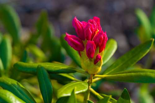 Rhododendron Blossom Bloom Flower Nature Garden