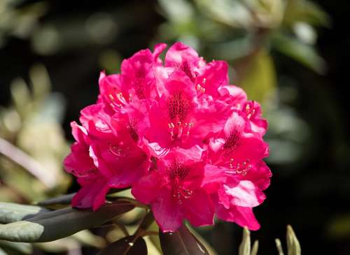Rhododendron Blossom Bloom Plant Ornamental Plant
