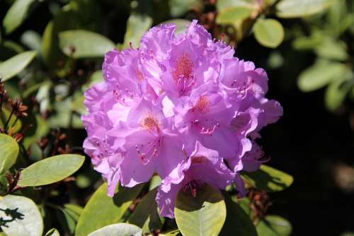 Rhododendron Plant Nature Spring Macro Close Up