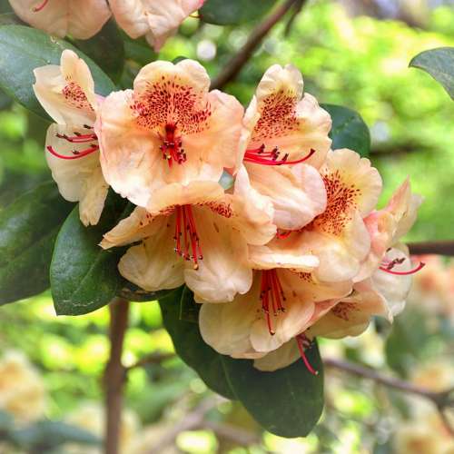Rhododendron Flower Flowers Nature Garden Plant