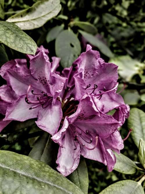 Rododendron Garden Petals Blossom Bush Green