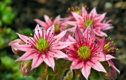 Rojnik Flowers Flourishing Macro Garden Pink