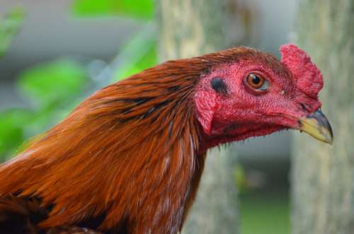 Rooster Red Pet Animal
