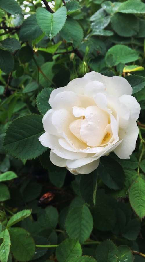 Ros White Rose White Green Flower Beauty Romance