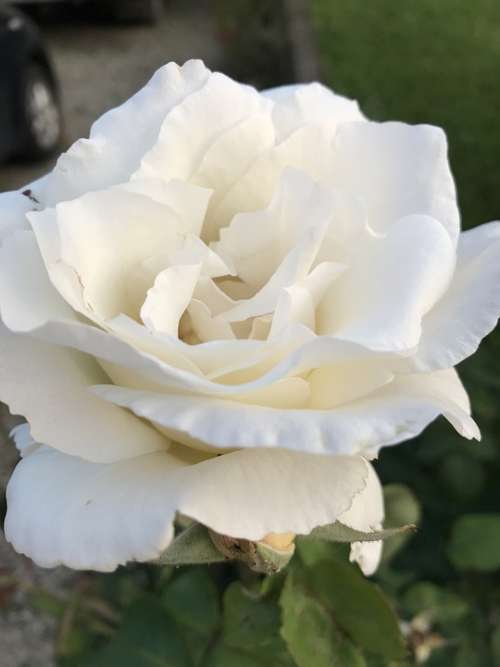 Rosa White Flower Flowers Nature Rose