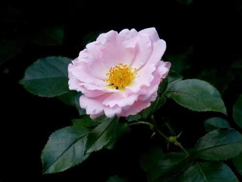 Rose Pink Close Up Blossom Bloom Flower Summer
