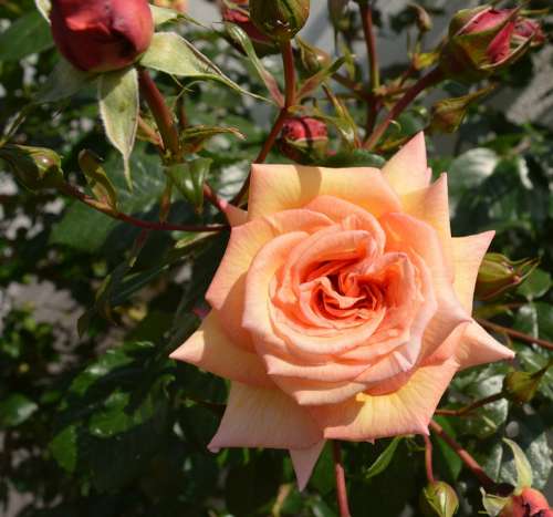 Rose Flower Blossom Bloom Nature Romantic Pink