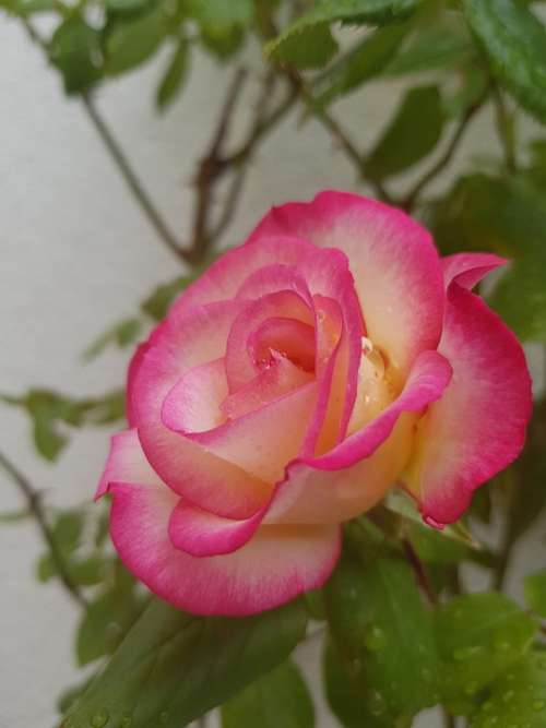 Rose Pink Rose Summer Rose Floribunda Pink Summer