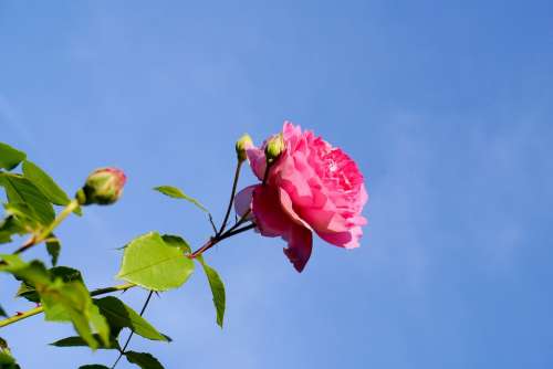 Rose Sky Blossom Bloom Flower Red Summer