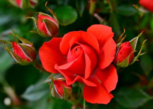 Rose Roses Red Flowers Love Nature Romantic