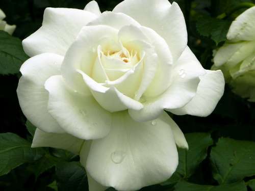Rose Flower White Wedding Plant Noble Dew