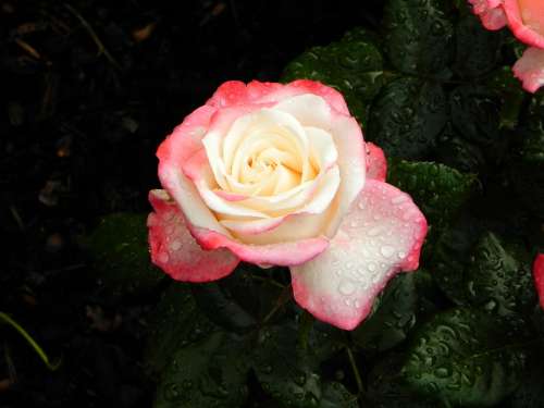 Rose Flower Blossom Bloom Nature Nostalgia