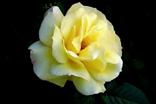 Rose Flower The Petals Beauty Garden The Smell Of